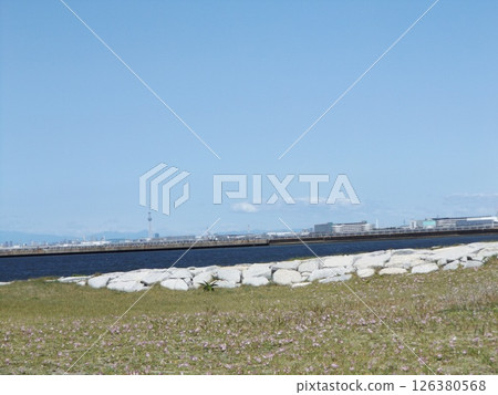 Bindweed bindweed on Kemigawahama that has begun to bloom 126380568