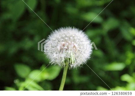 蒲公英,一朵可愛的白色絨毛 蒲公英,一朵可愛的白色絨毛 126380659