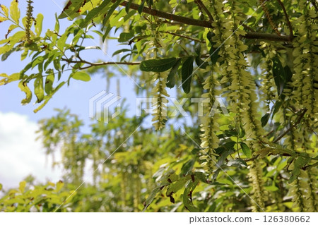 Beautiful Chinese walnut, natural scenery Beautiful Chinese walnut, natural scenery 126380662