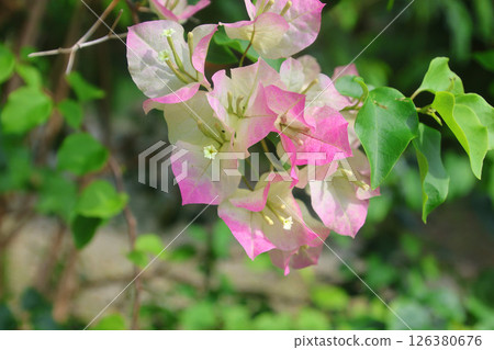 Bougainvillea and Subtropical Forest (Uruma City, Okinawa Prefecture) Bougainvillea and Subtropical Forest (Uruma City, Okinawa Prefecture) 126380676
