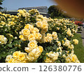 Yellow Rose 126380776