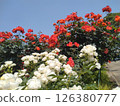Red and White Rose 126380777