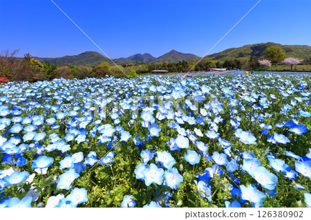[Kagawa Prefecture] Spring at Sanuki Mannou National Park (Nemophila) 126380902