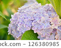hydrangea   126380985