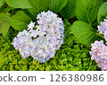hydrangea   126380986