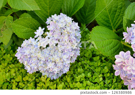 hydrangea   126380986