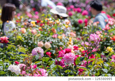 A woman strolling through a rose garden A woman strolling through a rose garden 126380995
