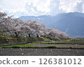 Shinshu Alps and cherry blossoms falling like snow 126381012