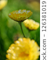 Calendula 126381019