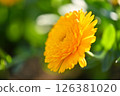 Calendula 126381020