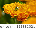 Calendula 126381021