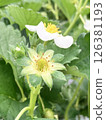 草莓花 126381193