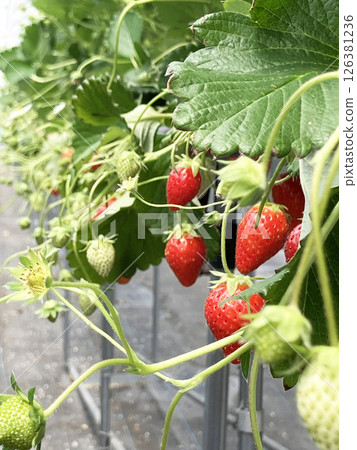 Strawberry picking 126381236