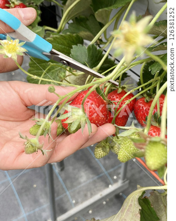 Strawberry picking Strawberry picking 126381252