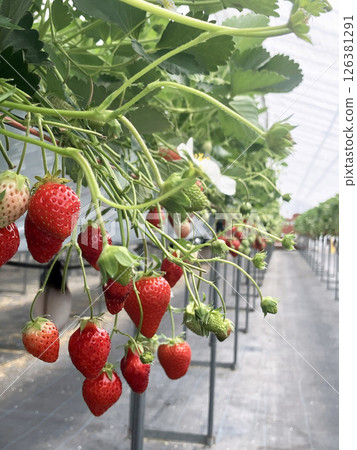 Strawberry picking Strawberry picking 126381291