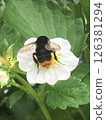 一隻蜜蜂 126381294