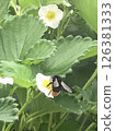 一隻蜜蜂 126381333