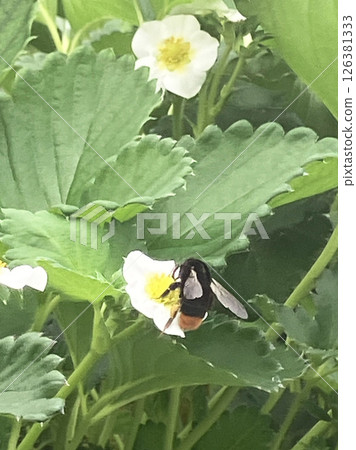 A bee A bee 126381333