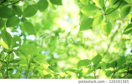 清新的綠色 126381365