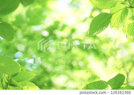 清新的綠色 126381366