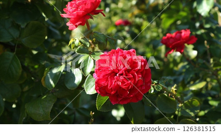 Autumn sunlight and red roses 126381515