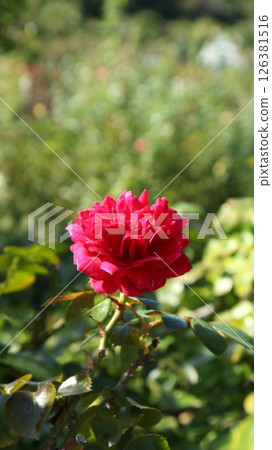 Autumn sunlight and a single rose vertical 126381516