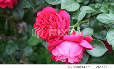 Rouge Pierre de Ronsard blooms at the beginning of the rainy season 126381522