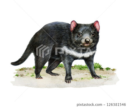 Tasmanian devil on the ground watercolor illustration. Tasmanian devil largest surviving carnivorous marsupial. Sarcophilus harrisii Australia native wildlife animal realistic illustration 126381546
