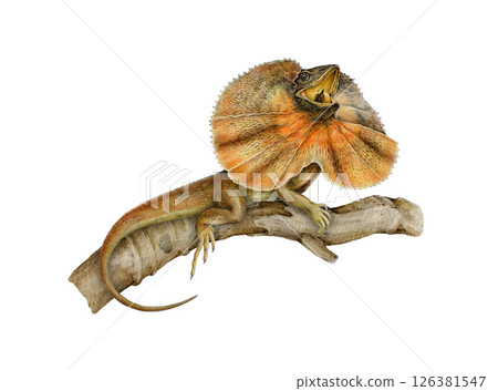 Frilled lizard on the tree branch watercolor illustration. Australia native dragon reptile with neck decoration. Chlamydosaurus kingii frilled agama sitting on tree twig on white background 126381547
