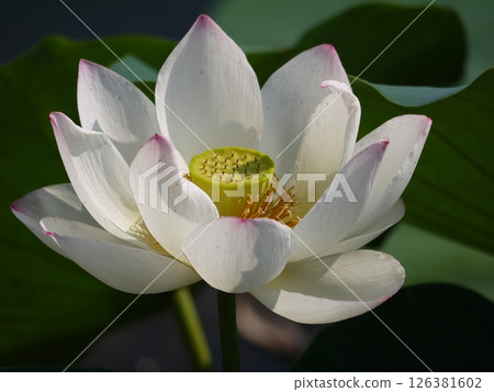 Lotus flower Lotus flower 126381602
