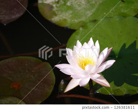Lotus flower  126381611