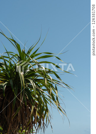 在陽光明媚的日子裡，露兜樹葉 126381708