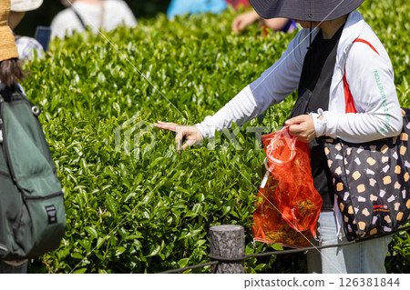 A woman experiencing tea picking in a tea field A woman experiencing tea picking in a tea field 126381844