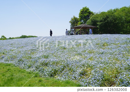 View of the Flower Plaza in Bihoku Hills Park View of the Flower Plaza in Bihoku Hills Park 126382008