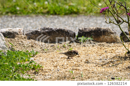 麻雀在地上 126382214