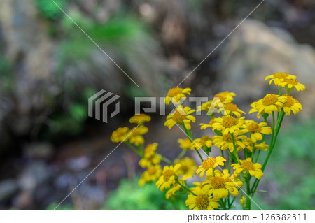 Cowslip flowers blooming quietly in Ichijimacho, Tamba City, Hyogo Prefecture Cowslip flowers blooming quietly in Ichijimacho, Tamba City, Hyogo Prefecture 126382311