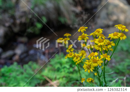 Cowslip flowers blooming quietly in Ichijimacho, Tamba City, Hyogo Prefecture Cowslip flowers blooming quietly in Ichijimacho, Tamba City, Hyogo Prefecture 126382314