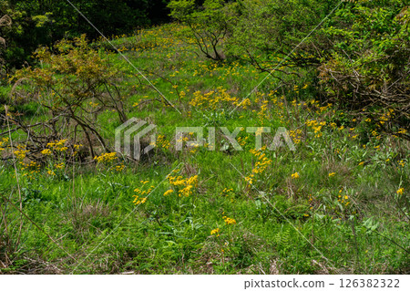 Cowslip flowers blooming quietly in Ichijimacho, Tamba City, Hyogo Prefecture 126382322
