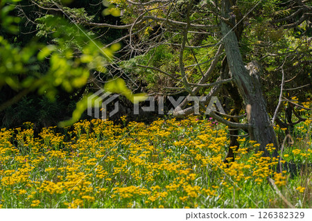 Cowslip flowers blooming quietly in Ichijimacho, Tamba City, Hyogo Prefecture 126382329
