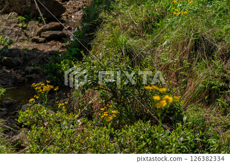 Cowslip flowers blooming quietly in Ichijimacho, Tamba City, Hyogo Prefecture 126382334