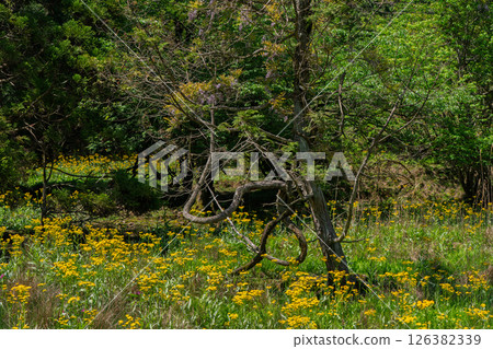Cowslip flowers blooming quietly in Ichijimacho, Tamba City, Hyogo Prefecture 126382339