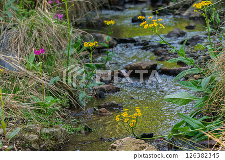 Cowslip flowers blooming quietly in Ichijimacho, Tamba City, Hyogo Prefecture 126382345