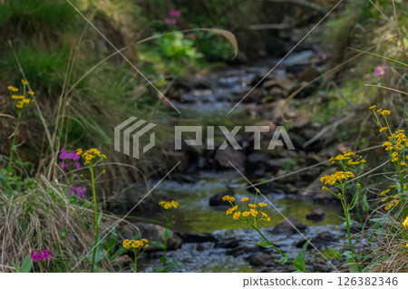 Cowslip flowers blooming quietly in Ichijimacho, Tamba City, Hyogo Prefecture 126382346