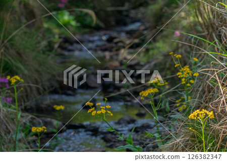 Cowslip flowers blooming quietly in Ichijimacho, Tamba City, Hyogo Prefecture 126382347