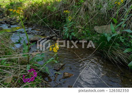 Cowslip flowers blooming quietly in Ichijimacho, Tamba City, Hyogo Prefecture 126382350