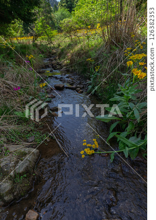 Cowslip flowers blooming quietly in Ichijimacho, Tamba City, Hyogo Prefecture 126382353