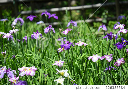 生田綠地菖蒲園 126382584