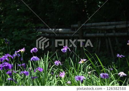 生田綠地菖蒲園 126382588