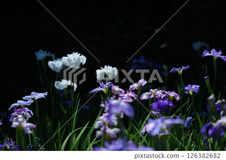 Ikuta Green Space Iris Garden 126382682