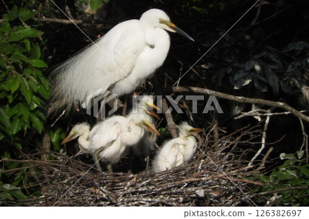 Great egret baby growing up quickly Great egret baby growing up quickly 126382697